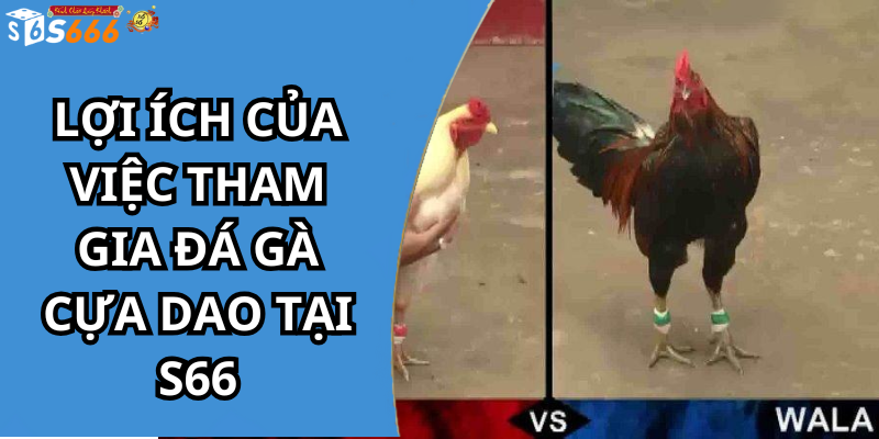 Lợi ích của việc tham gia đá gà cựa dao tại s66